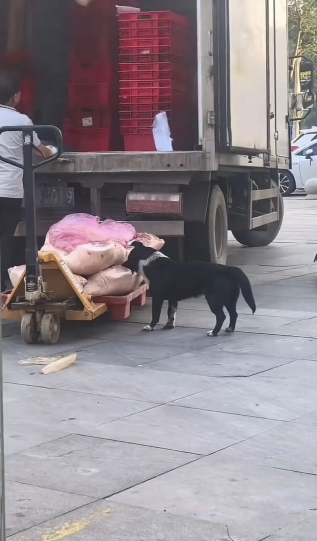 狗啃食超市运送中的猪肉，工作人员未制止，湖北官方深夜通报 - 图2