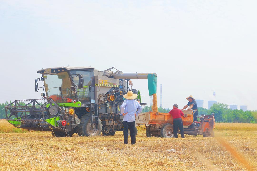 枣庄：麦浪飘香收获忙 夏收正当时 - 图3