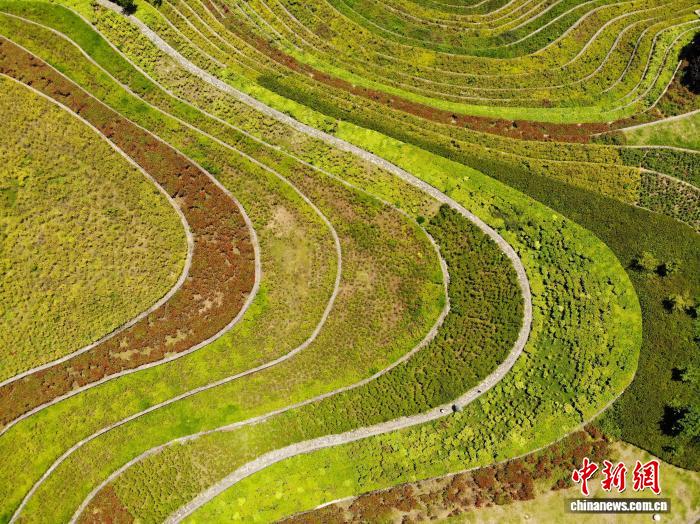 贵州大方：古彝梯田夏意浓 “大地指纹”美如画 - 图1