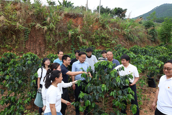 一线研学攻难关滇西科技师范学院科创助力临沧咖啡产业高质量发展 - 图1