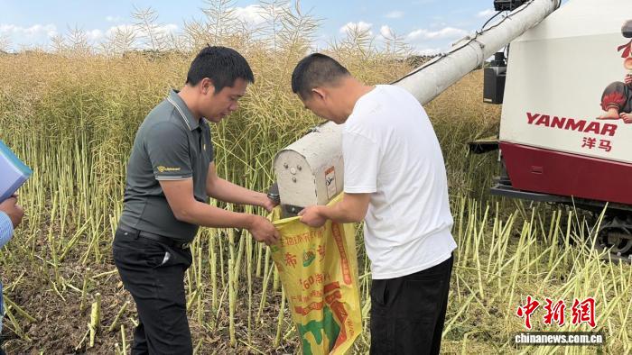 破解油菜炸荚难题 新型油菜防炸荚农用粘合剂在川测产成功 - 图3