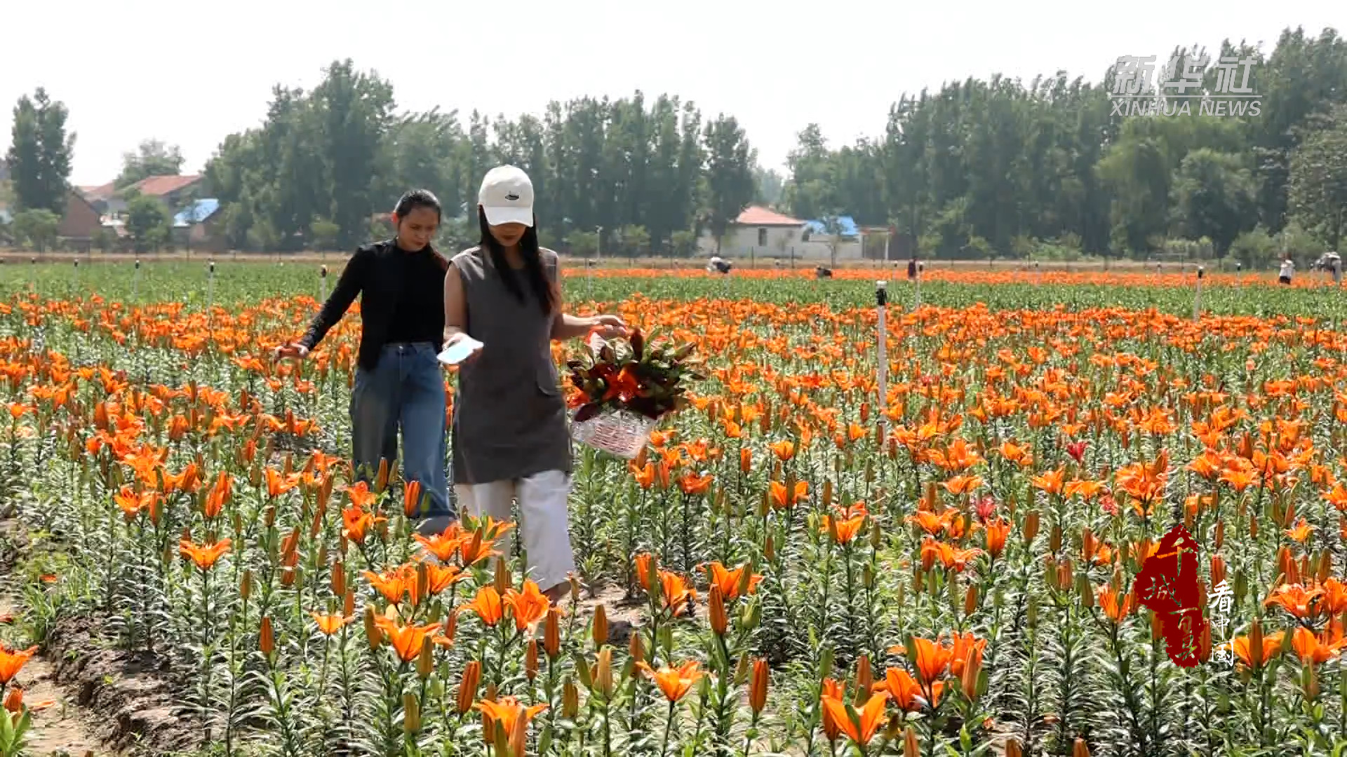 千城百县看中国｜山东定陶：750万株百合鲜切花绚丽绽放 - 图2