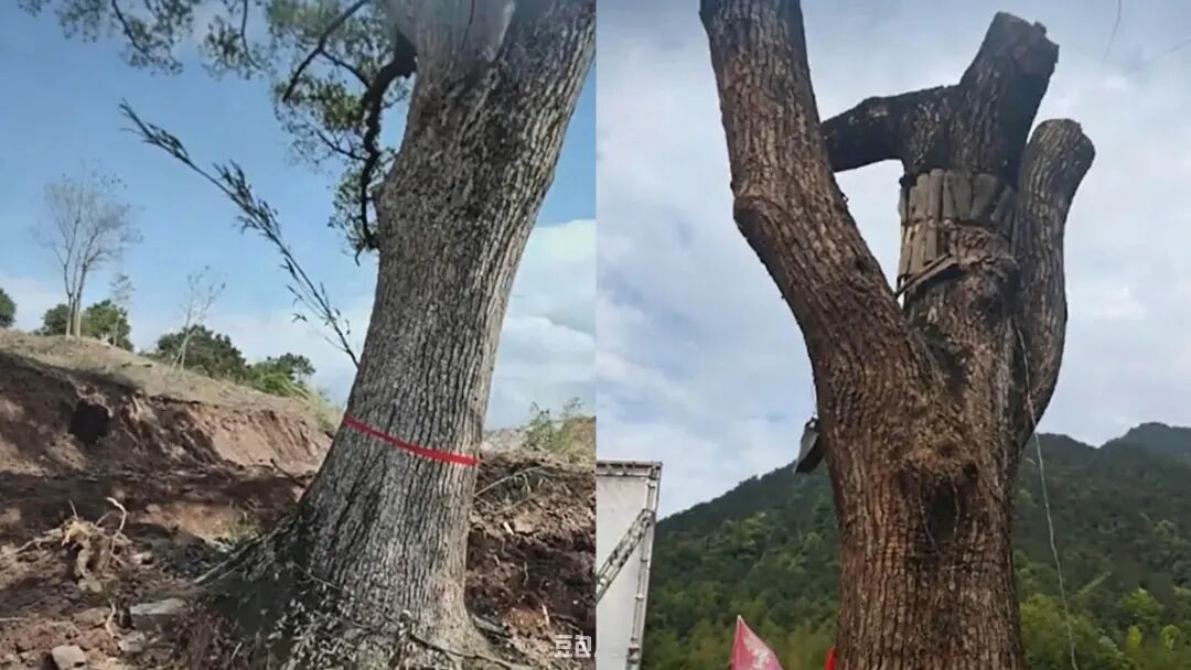 浙江600年古树为省重点工程让路后死亡，镇领导被曝用“60万补偿”诱导村干部签字谎称“冻死”：地方发展的代价，不该让古树用生命来承担 - 图2