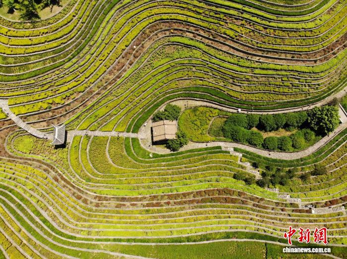 贵州大方：古彝梯田夏意浓 “大地指纹”美如画 - 图3