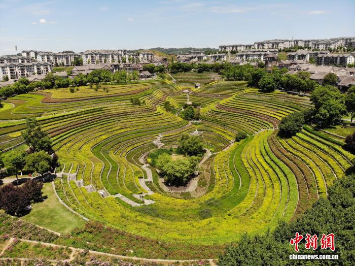 贵州大方：古彝梯田夏意浓 “大地指纹”美如画 - 图8