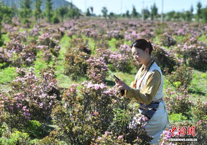 “香格里拉”花之旅启幕 邀游客共赏雪域高原万紫千红 - 图2