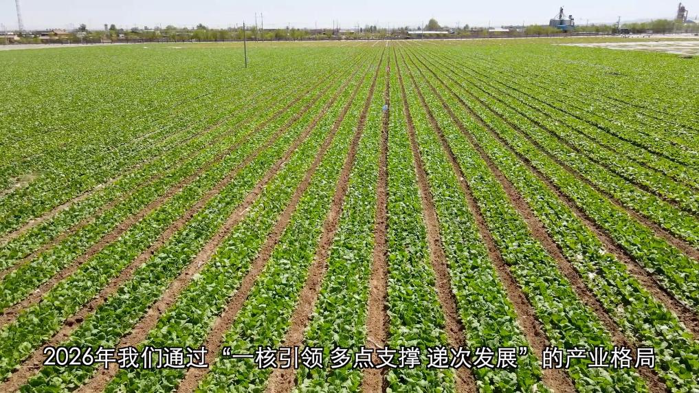 新华视点｜深耕特色富民产业 激活乡村振兴发展新动能 - 图3