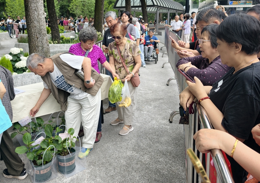 花卉节百盆绣球花免费领！就在中山公园，手慢无！ - 图1