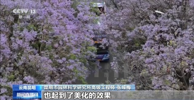 蓝花楹开、行道树挂果、推窗见绿 云南城市绿化氛围感拉满 - 图3