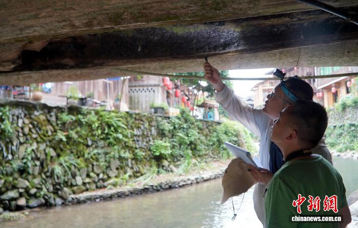 贵州给古建筑做“生物病害专项体检” - 图2