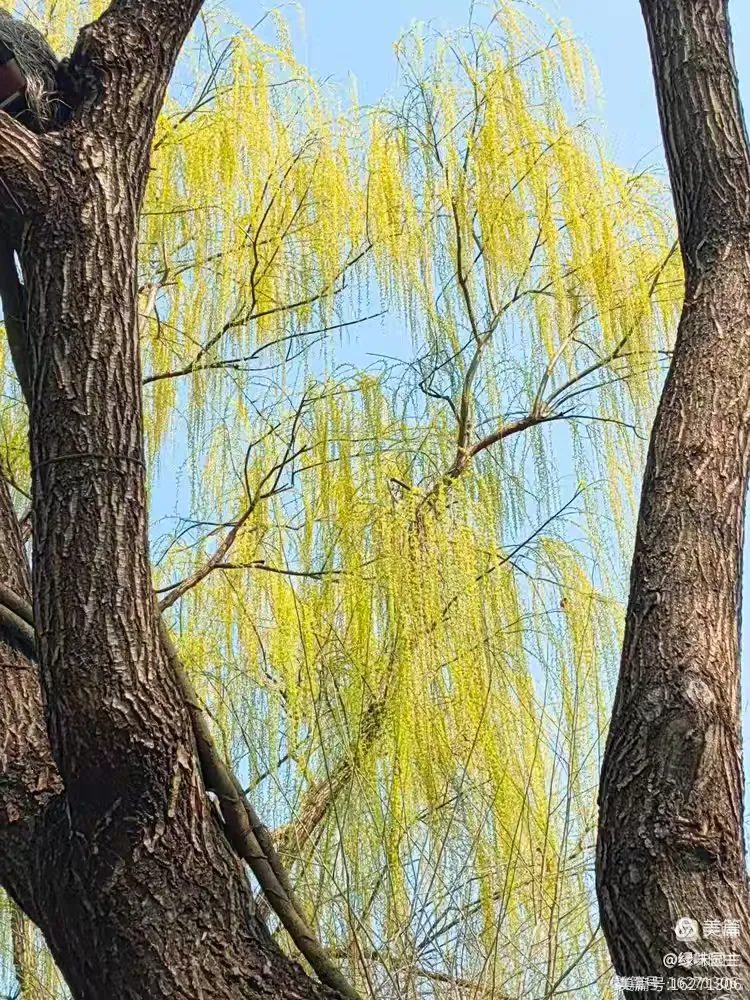 王济生诗歌 济南的六月 - 图8