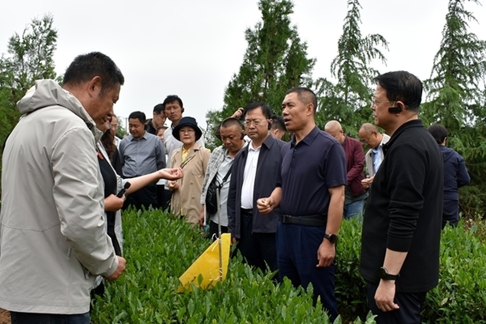 山东：打造现代化茶园样板，推动鲁茶从地方特产迈向国潮精品 - 图4