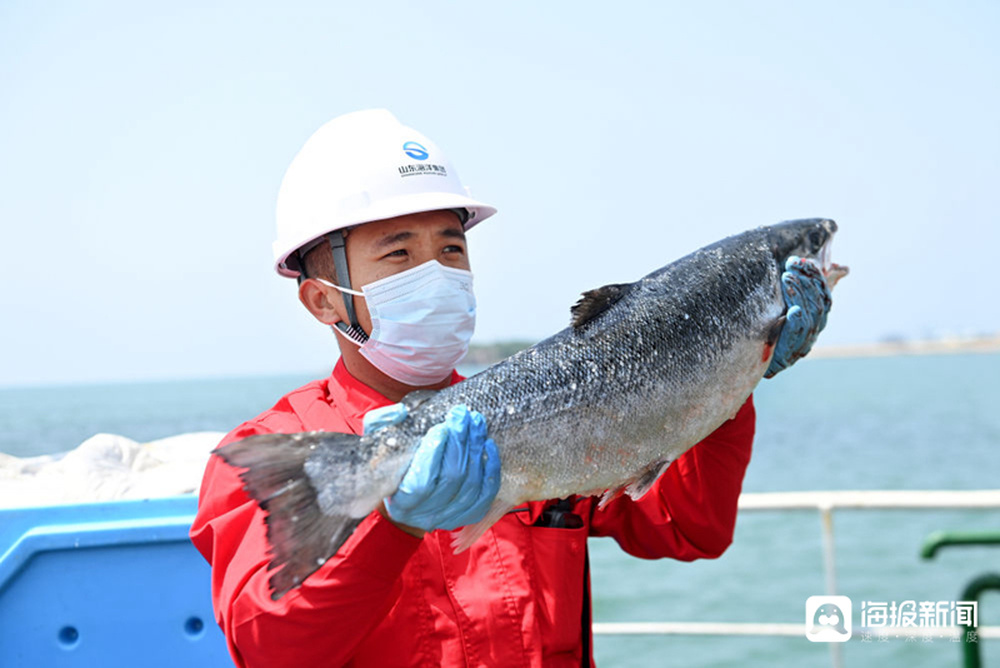 “游”出深海 山东深海三文鱼“跃”上大众餐桌 - 图1