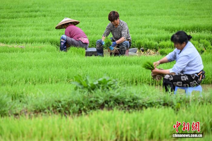 贵州贵定：坝区灾后复产进行时 - 图5