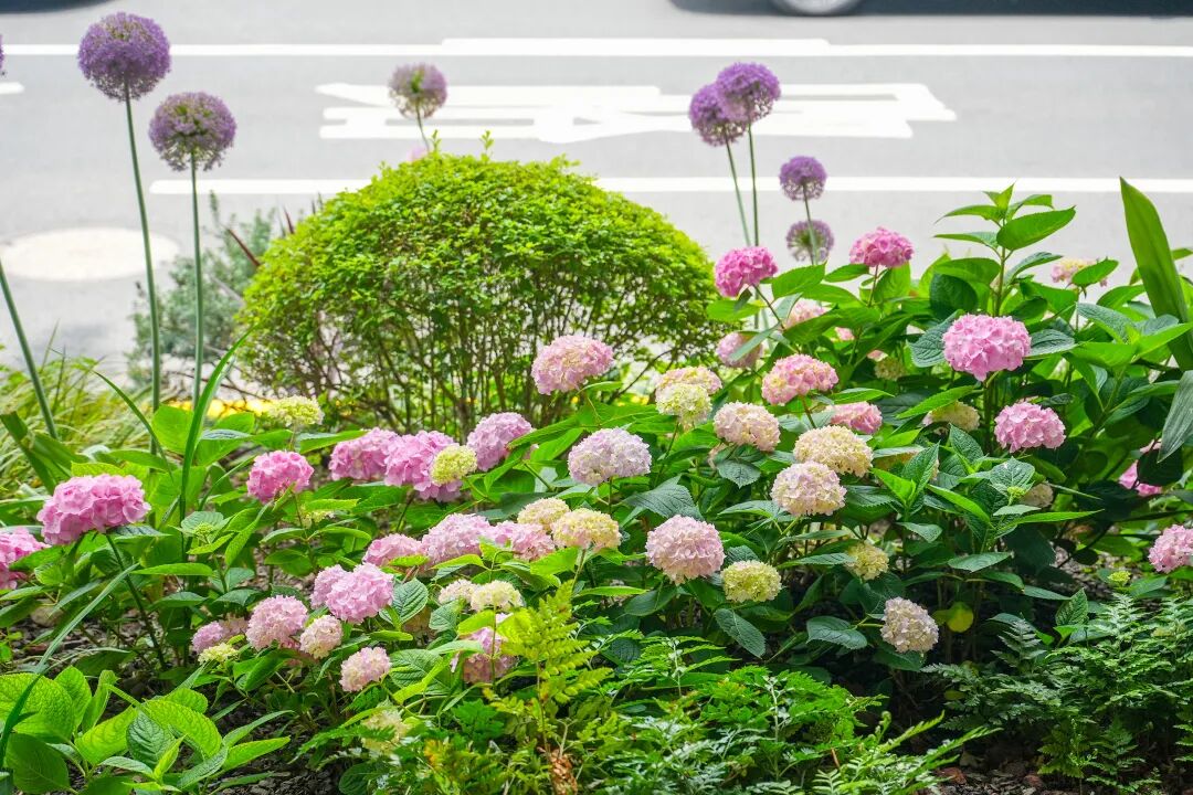 八仙花迎来最佳观赏期！徐汇粉色花海点亮初夏街头 - 图11