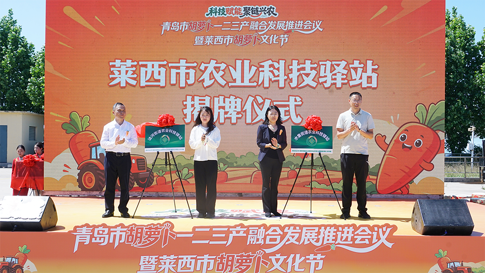 胡萝卜产业科技小院集群揭牌！青岛农业大学以科技小院为支点深度服务青岛乡村振兴 - 图2