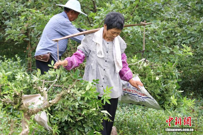 （乡村行·看振兴）重庆永川板桥花椒采摘“窗口期”：椒香氤氲采收忙 - 图1