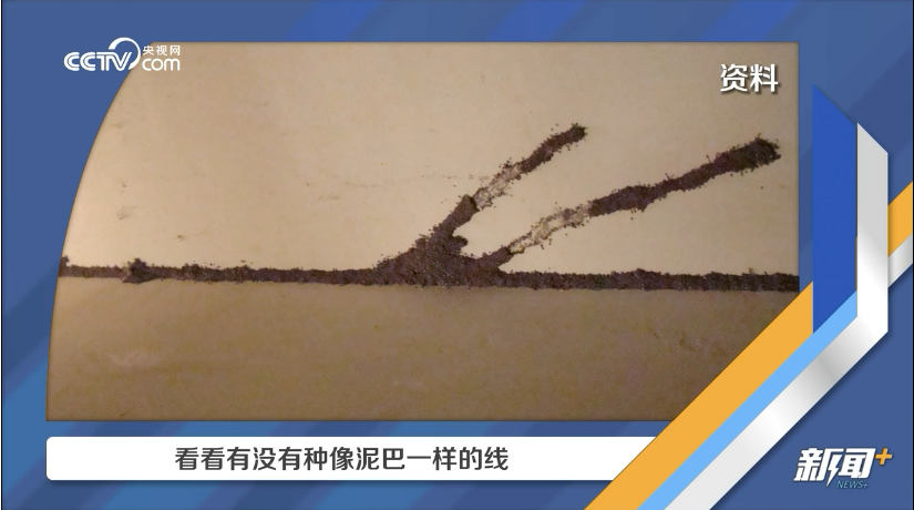 看似蚂蚁的小飞虫究竟是什么？科学处置记住“三步骤” - 图2
