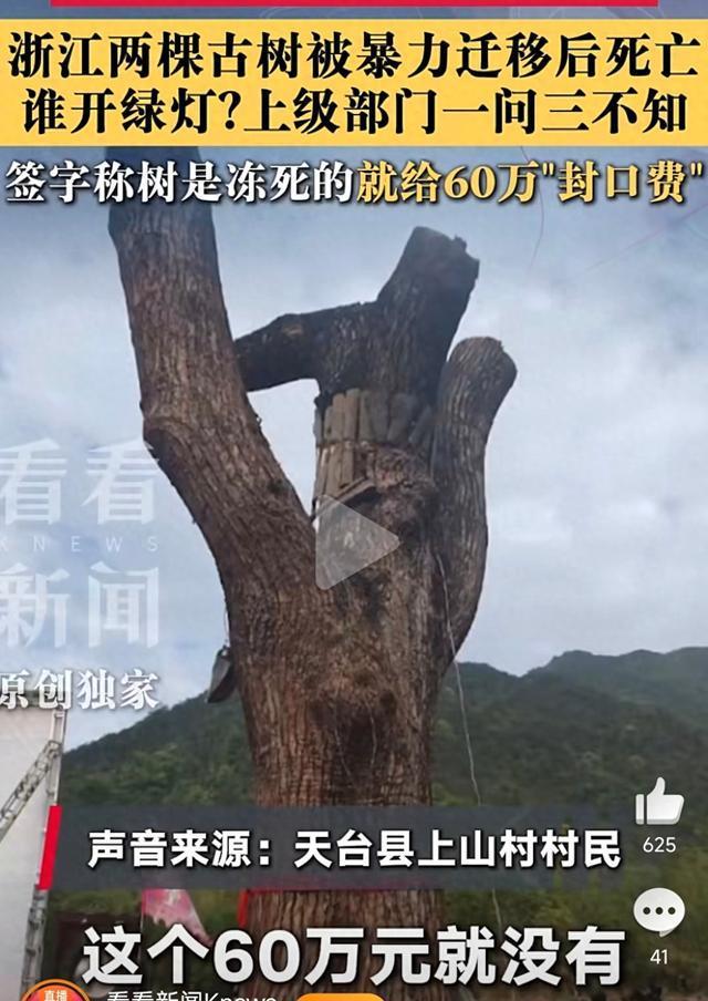 纵览快评｜用60万掩盖600年古树被毁真相，想啥呢？ - 图1