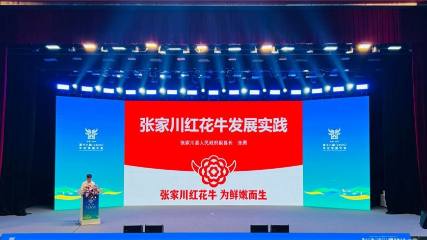 甘肃张家川：人才“牛”起来 产业“红”起来 - 图1