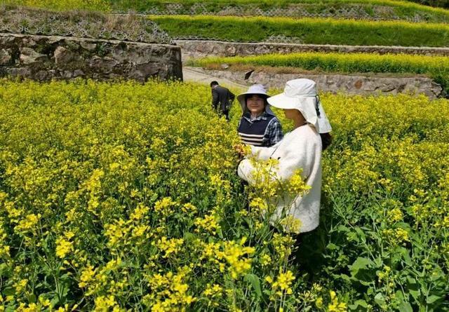 一颗油菜新品种带来早春遍地金杭州科技特派员“解锁”农田增收新密码 - 图3