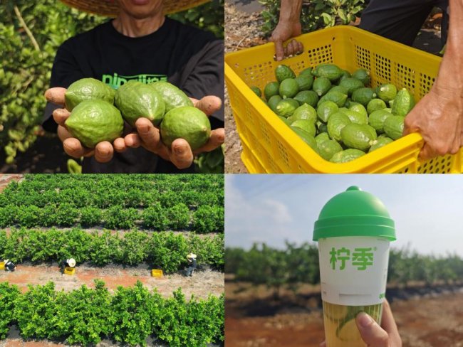 柠季官宣启动“2026 柠宝节”，实践AI全链路战略，驱动品牌、运营、GMV增长三重进化 - 图7