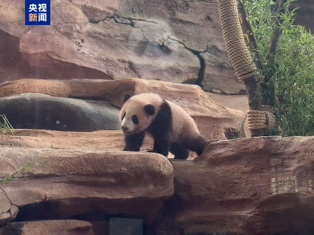 首只在印尼出生大熊猫“里奥”正式公开亮相 - 图1