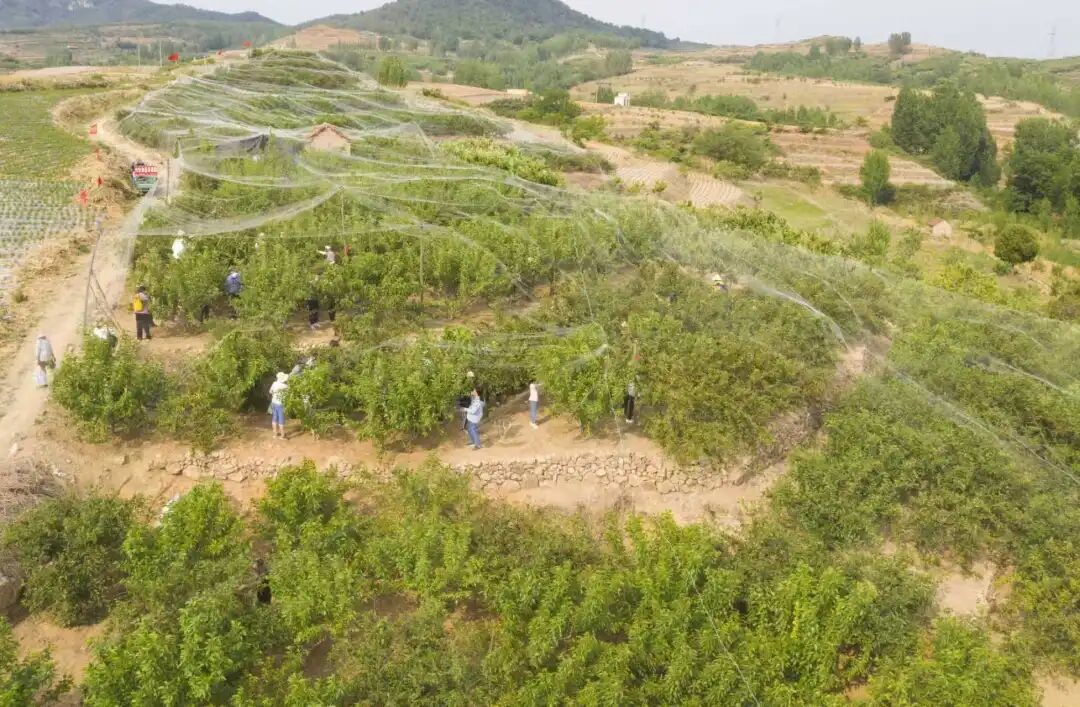潍坊临朐：特色桑葚采摘激活乡村“甜美经济” - 图1