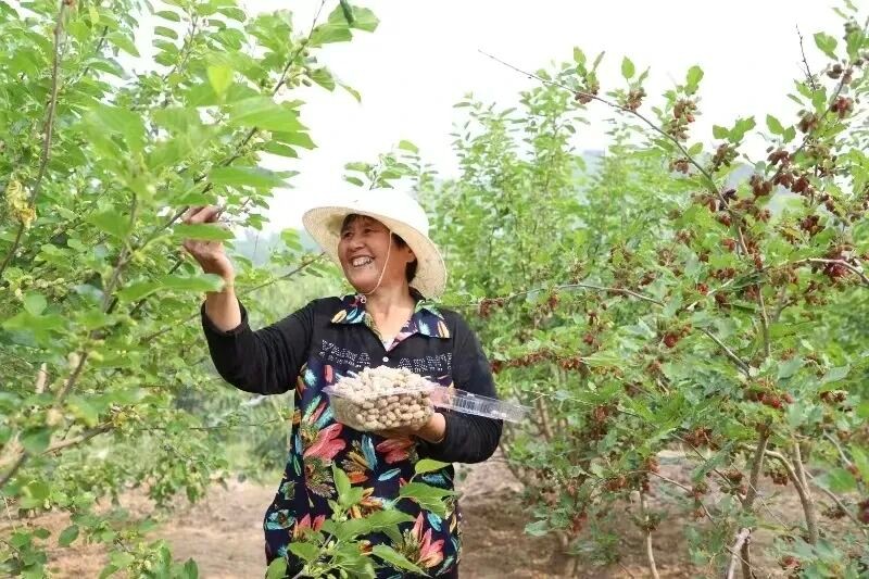 潍坊临朐：特色桑葚采摘激活乡村“甜美经济” - 图2