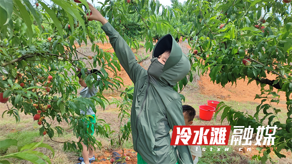 永州冷水滩：早桃成熟飘香 采摘游带热乡村休闲经济 - 图3