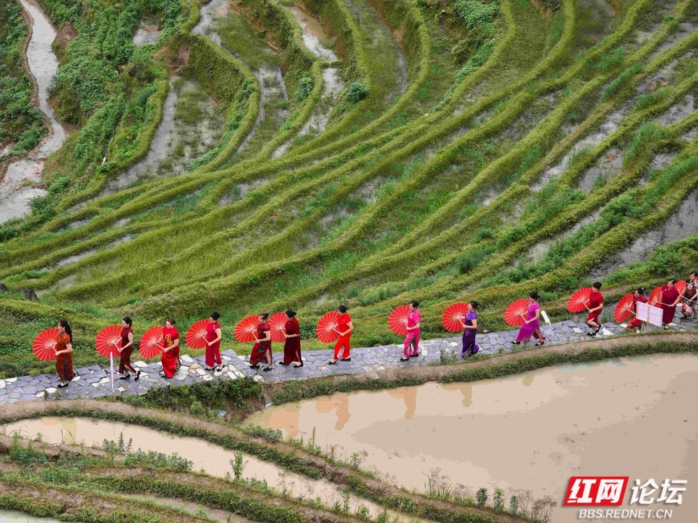 梯田秘境遇佳人：初夏紫鹊界的国风浪漫 - 图12
