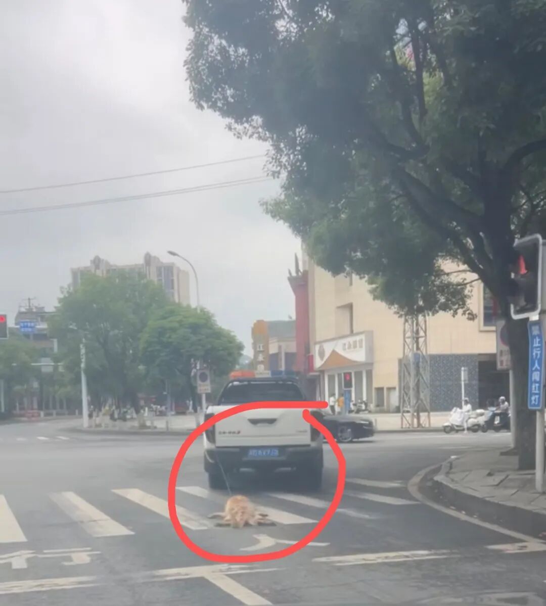 湖南江永通报“城管车拖行犬只致死”：群众举报有无主犬只尾随追人，工作人员缺乏专业带离工具，擅自违规操作，已被停职 - 图3