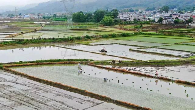 盈江：五月插秧忙沃野铺新绿 - 图2