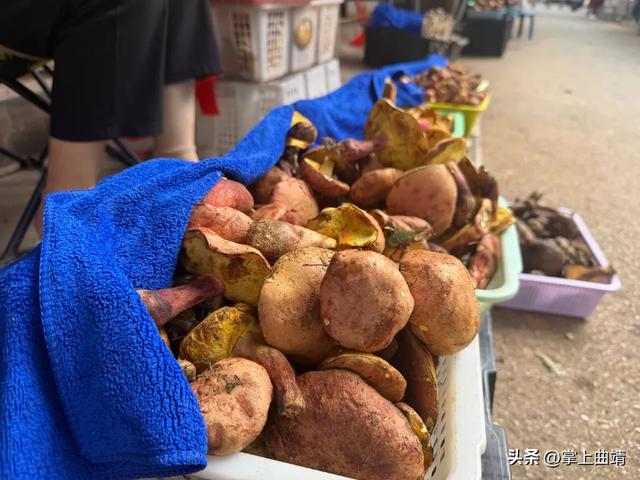 曲靖头水菌抢先上市！价格比去年划算 - 图2