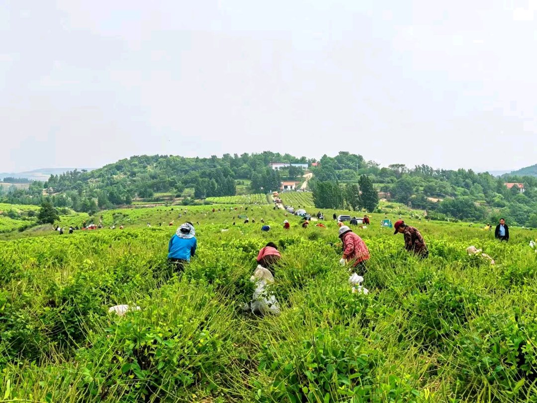 潍坊诸城：金银花开致富路，特色产业助振兴 - 图1