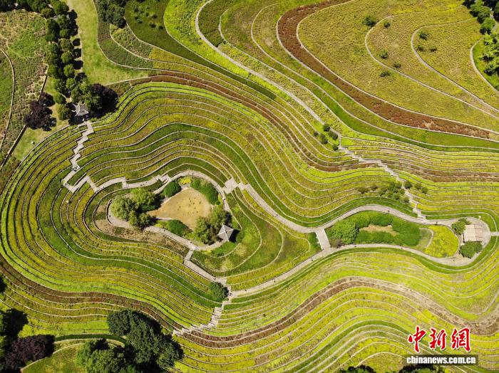 贵州大方：古彝梯田夏意浓 “大地指纹”美如画 - 图9