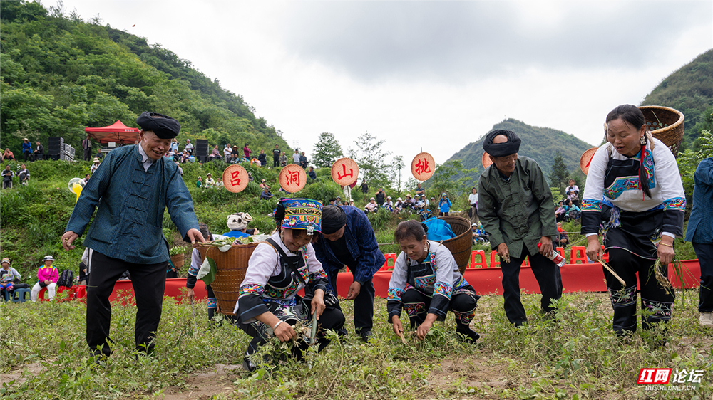 「每日一图@湖南」湘西保靖“挑葱会”，把野葱与苗歌当定情物 - 图11