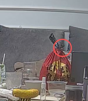 外卖袋子里钻出一只大老鼠？女子调完监控后决定：不公开店名 - 图1