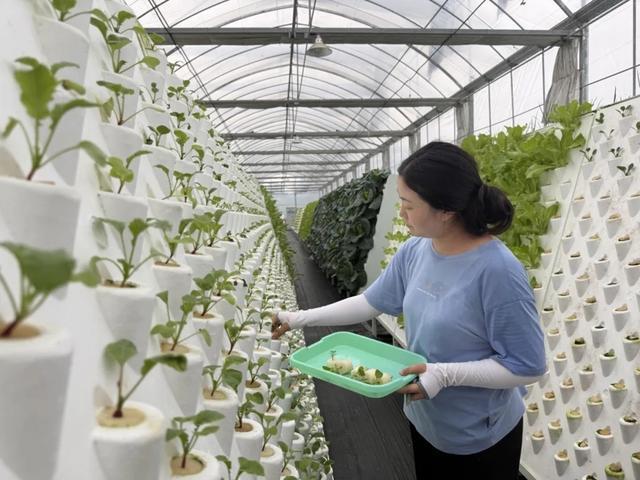 蔬菜上墙“蒸SPA”，不沾泥土更鲜嫩！奉贤这个“植物工厂”刷新认知 - 图2