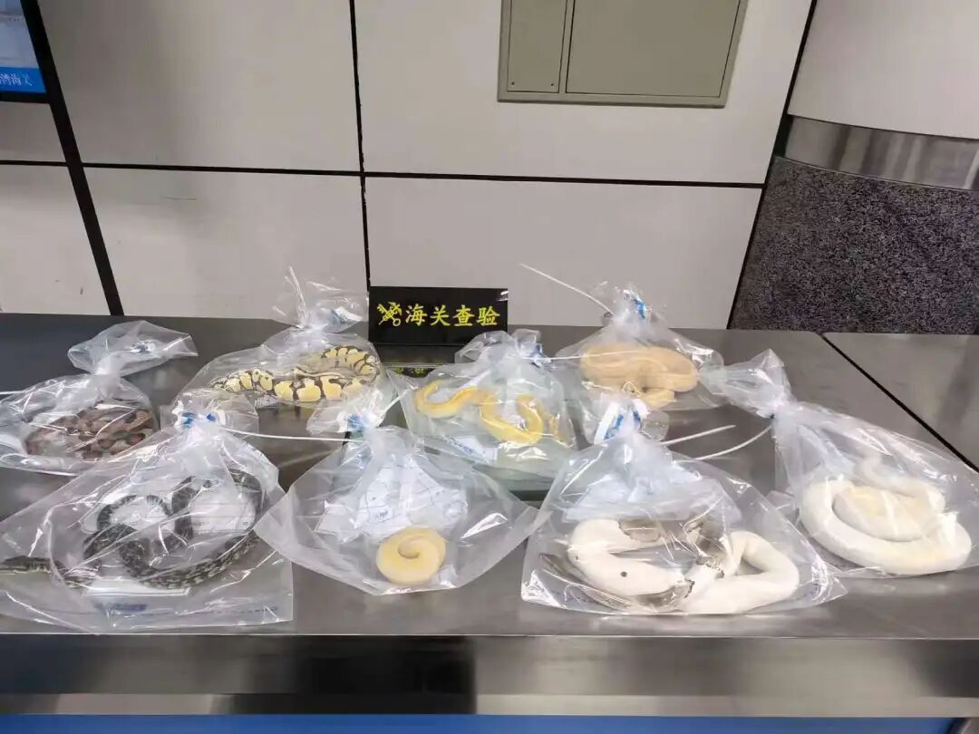 男子在腰间用黑色丝袜绑藏活体蛇7条，口袋内用丝袜包裹活体蛇1条，被海关查获，其中6条为球蟒，被列入《濒危野生动植物种国际贸易公约》 - 图3