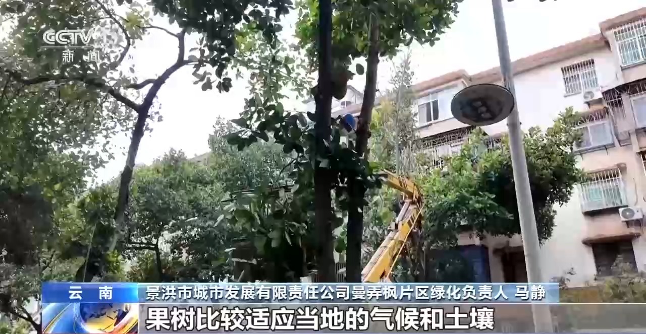 蓝花楹开、行道树挂果、推窗见绿 云南城市绿化氛围感拉满 - 图8