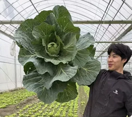 盒马版“QQ农场”来了！自己租菜园种菜，你感兴趣吗？ - 图2