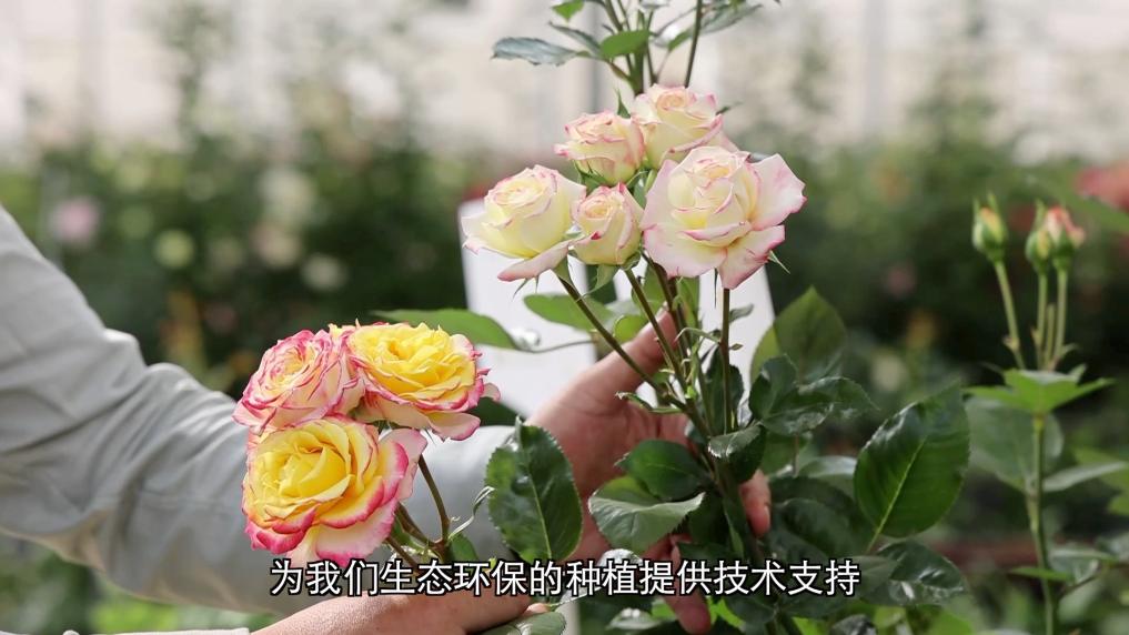新华视点｜深耕特色富民产业 激活乡村振兴发展新动能 - 图9