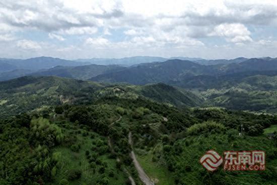 高山育好茶南靖洋顶岽打造全域有机放心茶 - 图1
