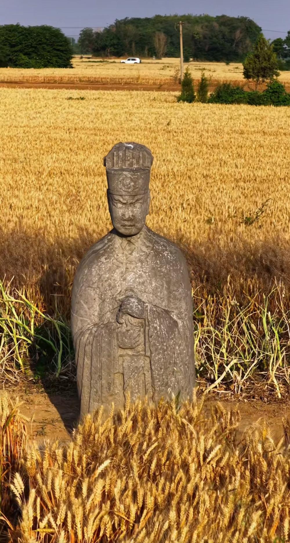 河南千年宋陵开镰收麦，石像生与金色麦浪跨越时空同框，大批游客前来体验人工收割，文物局提醒 - 图1