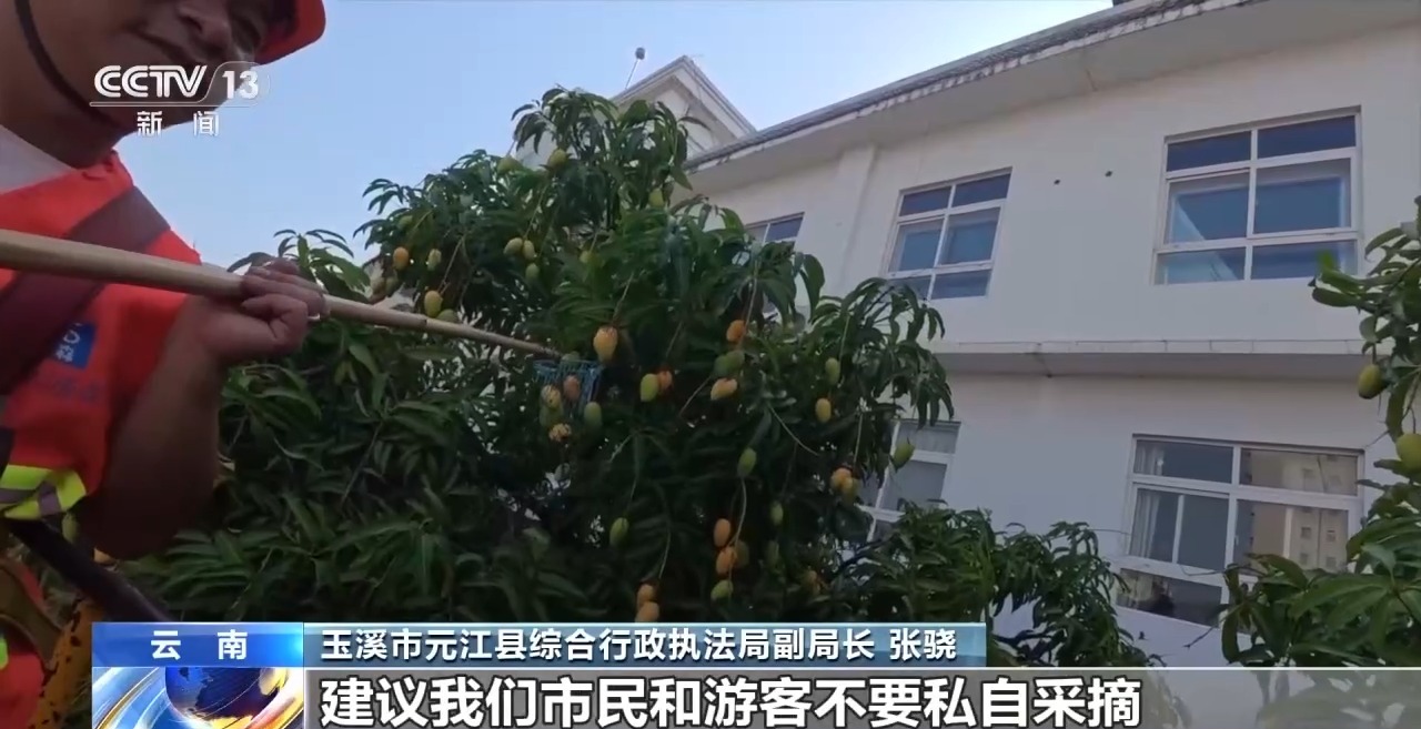 蓝花楹开、行道树挂果、推窗见绿 云南城市绿化氛围感拉满 - 图9