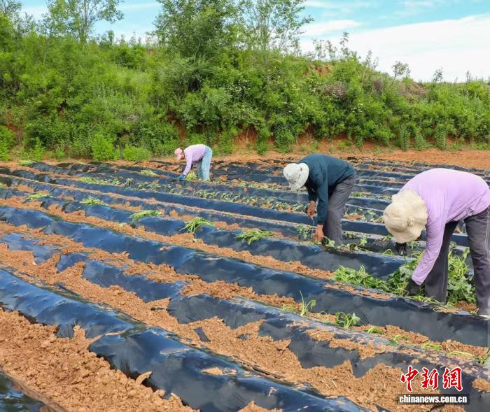 富硒红薯变“金疙瘩” 山西高平解锁“甜蜜经济” - 图2
