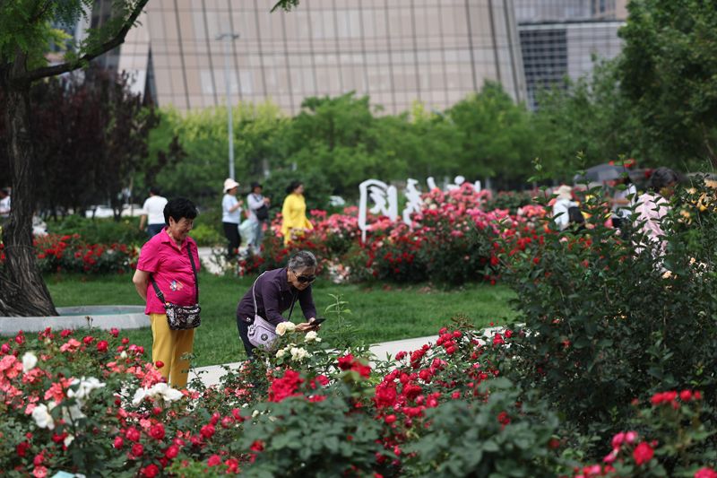 北京大望京公园5万株月季盛开迎客 - 图3
