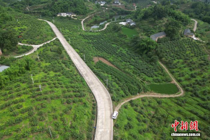 （乡村行·看振兴）重庆永川板桥花椒采摘“窗口期”：椒香氤氲采收忙 - 图2