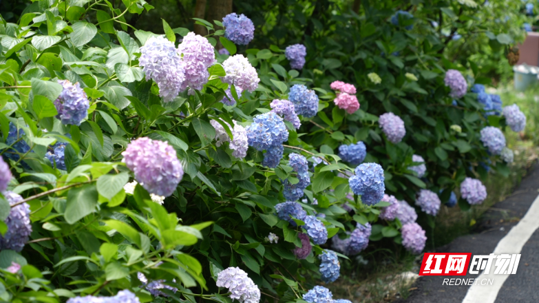 宜章莽山燕子岩景区：绣球烂漫满山间 花海嫣然引客来 - 图1